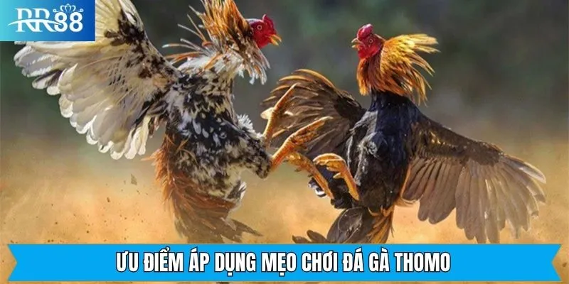 Lợi ích có được khi nắm rõ các mẹo tham gia chọi kê 