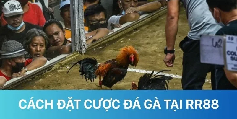Hướng dẫn các bước chi tiết để đặt cược đá gà RR88 Hướng dẫn các bước chi tiết để đặt cược đá gà RR88